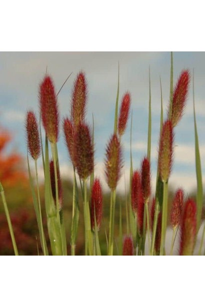 Бордові суцвіття пір'ястощетинника "Ред Хед" привертають увагу у будь-якому саду.